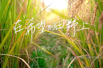 在希望的田野上 18